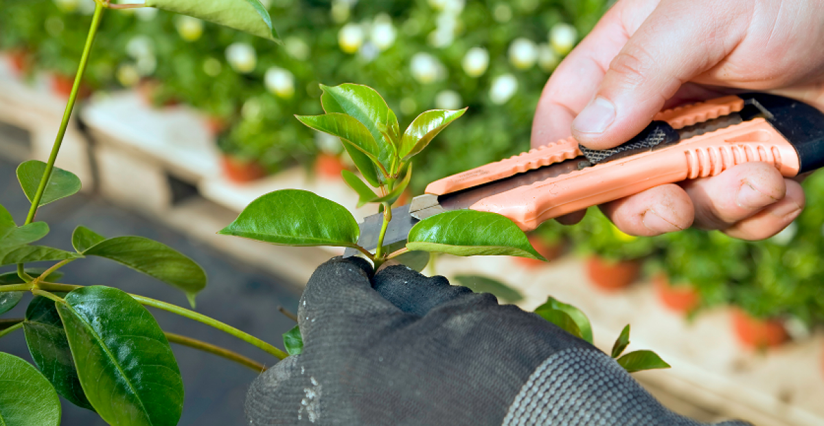 Dôležité prestrihávanie citrusov